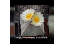 Other - Plants