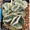  Aloinopsis Malherbei - Seed