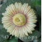 Aloinopsis Rubrolineata - Seed