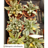 Aloinopsis rubrolineata - Plant