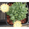 Aloinopsis Luckhoffii - Plant