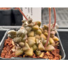 Anacampseros Arachnoides SB1088 - Plant