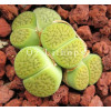 Annarosa - Seed