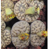 BromPale - Seed