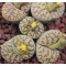 BromPale - Seed
