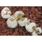 C.angelicae GM183 - Seed