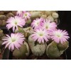 C.ectypum SB785 - Seed