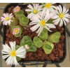 C.limpidum - Seed
