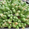 C.karamopense - Seed