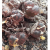 C.pellucidum - Seed