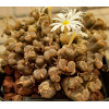 C.pellucidum (Saalsberg) - Seed
