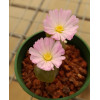 C.praesectum CC35 - Seed