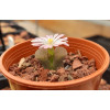 C.praesectum SB1525 - Plant