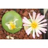 C.ratum - Seed