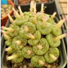 C.stenandrum - Seed