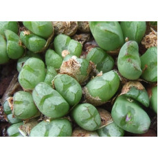 C.violaciflorum - Seed