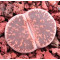 C017 - Seed