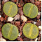 C036A - Plant