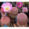 Echinocereus LAU88 - Seed