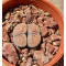 Fireworks -ZW - Seed