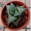 Haworthia Tessellata - Plant