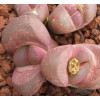 Rubra (Uitsig) - Seed