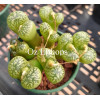 C.pell.v.neo SB628 - Seed