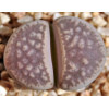 SH2003 - Seed