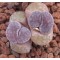 Satos Violet - Seed