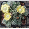 T.calcarea (Beno..) - Seed