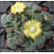 T.calcarea (Beno..) - Seed