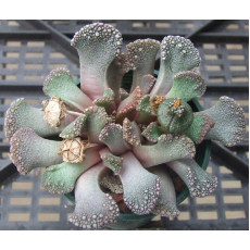 T.calcarea (Grootdoring) - Seed