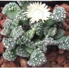 T.calcarea (Majeng) - Plant