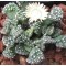 T.calcarea (Majeng) - Seed