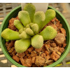 T.luederitzii (35K S. Luederitz) - Plant