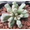 T.luederitzii CM278 - Seed