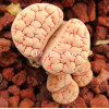 TOK098 - Seed