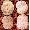 Talisman - Plant