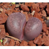 Violetta - Plant