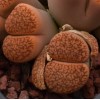 Aucamp (Niekerkshoop) - Seed