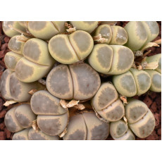 C084 - Seed