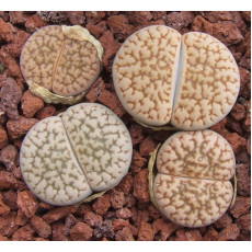 C091 - Seed