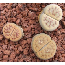 C146 - Seed