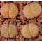 C170 - Seed