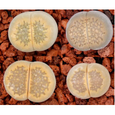 C174 - Seed