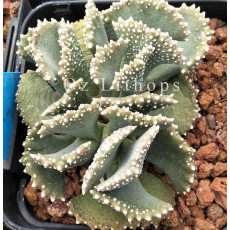Aloinopsis Malherbei (Ex Cole) - Seed