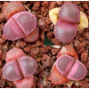 RubraF3 - Seed