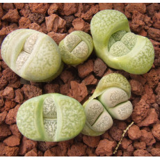 SB801 - Seed