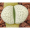 SB801 - Seed