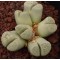 SB801 - Seed